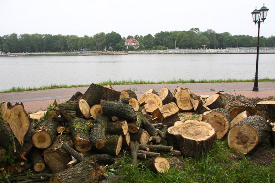 На набережной Верхнего озера вырубят ещё 41 дерево