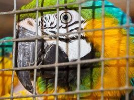 Калининградский зоопарк предупреждает об опасности столкновения со сбежавшим арой