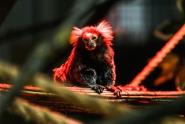 В Калининградском зоопарке рассказали, как животных готовят к суровым морозам