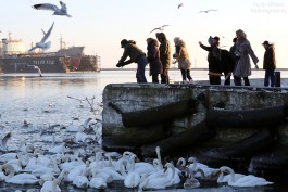 «Спасение замерзающих»: фоторепортаж с кормёжки лебедей в Балтийске (фото)