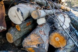 На въезде в Зеленоградск разрешили вырубить 12 деревьев для строительства магазина