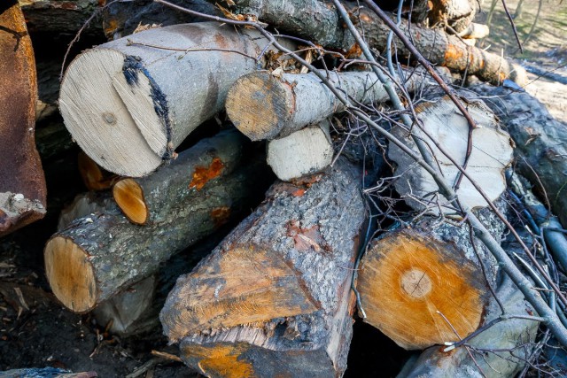 На въезде в Зеленоградск разрешили вырубить 12 деревьев для строительства магазина