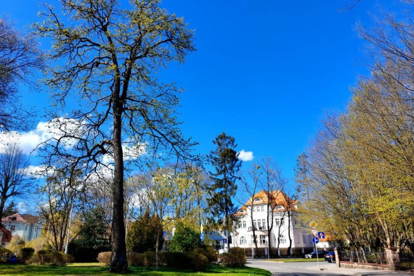 В Калининграде создали экомаршрут по экзотическим и уникальным растениям (фото)