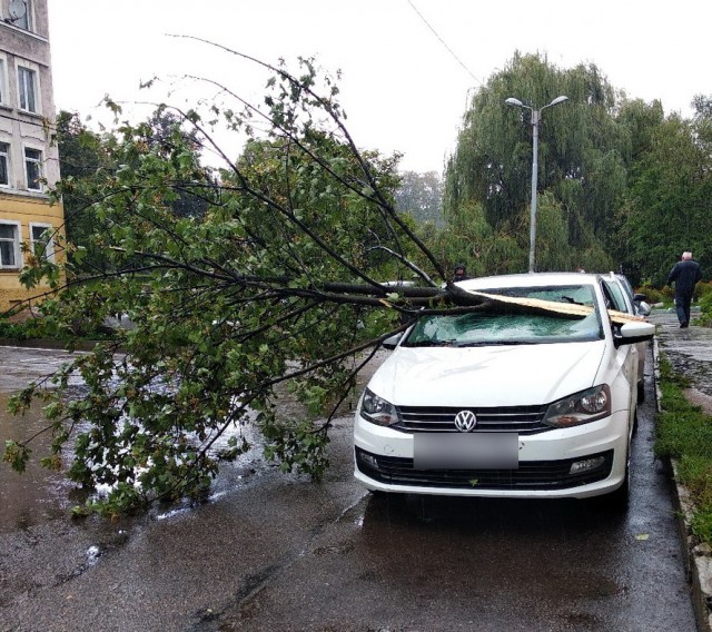 В Калининграде два дерева упали на «Фольксваген» и «Пежо»