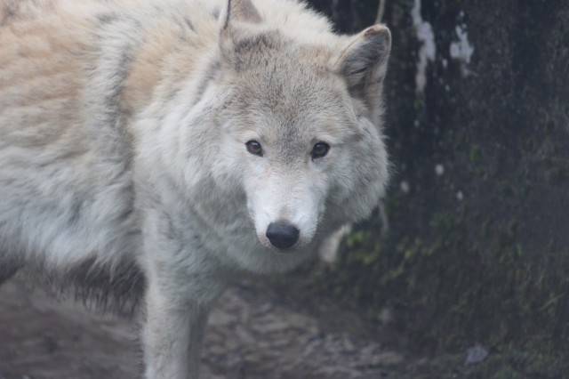 В Калининградском зоопарке умер белый волк Акела