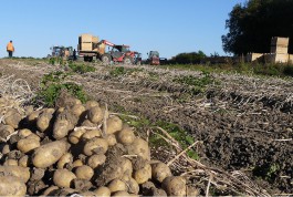 Выращенный в регионе элитный картофель планируют отправить в «большую» Россию