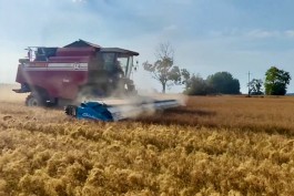 Весь урожай масличного льна из Полесского округа планируют экспортировать