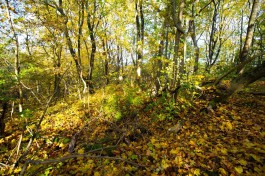 «Блуждала девять дней»: в лесу под Багратионовском нашли 87-летнюю пенсионерку 