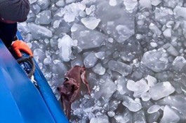 Моряки спасли собаку из ледяной воды в Калининградском заливе (фото)