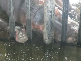 В калининградском зоопарке родился детёныш бегемота (видео) (видео)