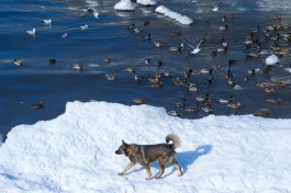 &laquo;Гибнут не&nbsp;от&nbsp;холода, а&nbsp;от&nbsp;голода&raquo;: эксперт БФУ рассказала, как правильно подкармливать птиц в морозы 