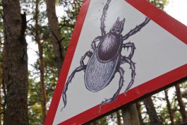 Эксперт: Пик активности клещей в Калининградской области может наступить раньше обычного