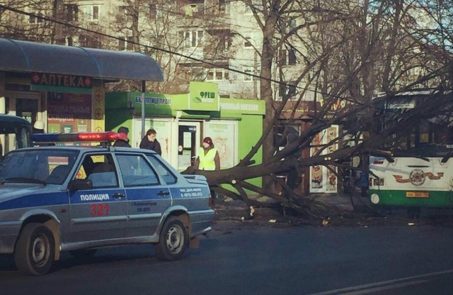 На проспекте Победы в Калининграде дерево упало на автобус