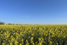 Ущерб из-за ночных заморозков в Калининградской области оценивают минимум в 190 млн рублей