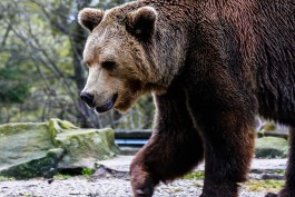 Калининградский зоопарк ищет подрядчика для строительства вольеров для медведей и волков