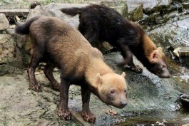 «Одни из самых древних на Земле»: в калининградский зоопарк хотят привезти кустарниковых собак