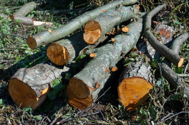 «Лукойлу» разрешили вырубить почти 900 деревьев для реконструкции участка нефтепровода под Калининградом