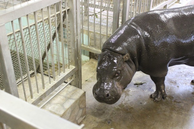 В калининградский зоопарк привезли карликового бегемота из Литвы (фото)