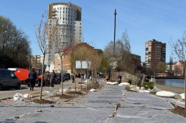 Вдоль улицы Багратиона в Калининграде высадили 36 деревьев и кустарников (фото)