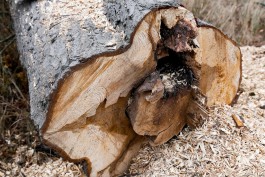 На санитарную вырубку деревьев в Калининграде выделили 9,4 млн рублей