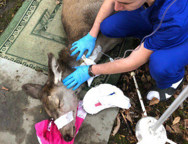 Ветеринар: Обнаруженного на территории школы №56 оленя, скорее всего, загнали собаки