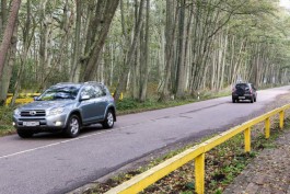 С начала года на Куршской косе насмерть сбили 19 животных