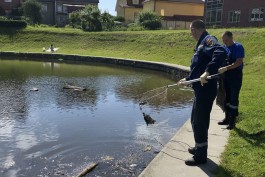 Губернатор о дохлых утках в Верхнем озере: Не инопланетяне загрязняют водоём