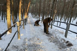 На Куршской косе временно закроют две экотропы и часть переходов к морю через авандюну