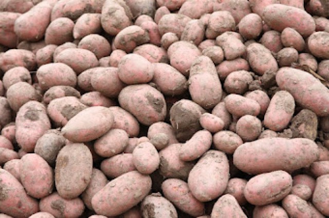 В Калининградской области запустят предприятие по производству элитного семенного картофеля