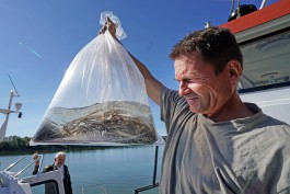 В Калининградский залив впервые с 1996 года выпустили 30 тысяч мальков угря
