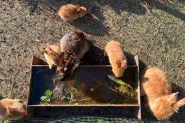 Россельхознадзор выявил нарушения при содержании кроликов в Парке света в Гурьевске