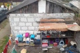 Прокуратура требует прекратить работу приюта с 30 животными в жилом доме Калининграда