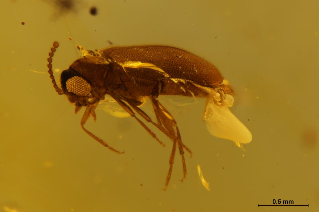 Учёные из БФУ и китайских университетов открыли новый род жуков мелового периода