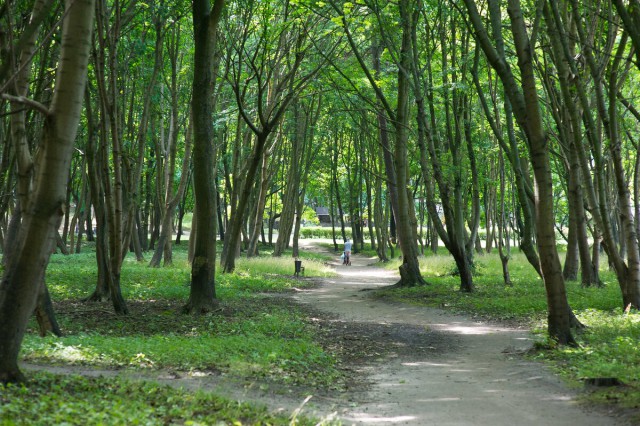 В парке Беккера в Янтарном не убирают аварийные деревья из-за протестов жителей