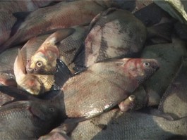 Полиция задержала в Прибрежном браконьеров с 350 килограммами рыбы