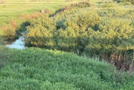 Прокуратура требует вернуть в госсобственность 1,3 га на берегу реки Тыльжа под Неманом