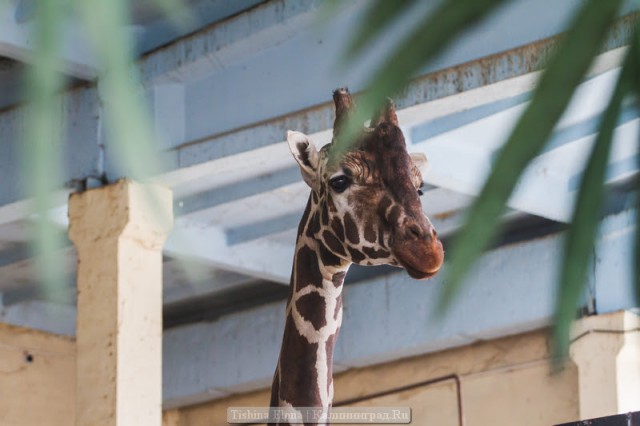 Жирафёнка и капибару из калининградского зоопарка решили отправить в другие города