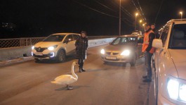 На эстакадном мосту в Калининграде спасли гулявшего по проезжей части лебедя (видео)