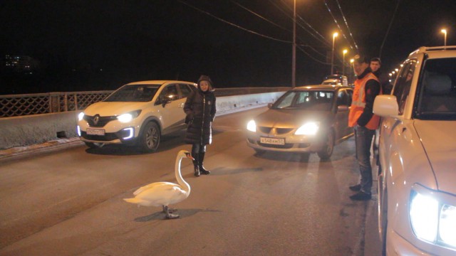 На эстакадном мосту в Калининграде спасли гулявшего по проезжей части лебедя (видео)