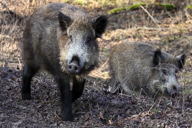 Что делать при встрече с дикими кабанами в Калининградской области?
