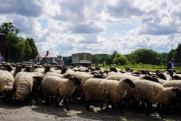 «Балтийские ярки»: как создают новую породу овец в Калининградской области 