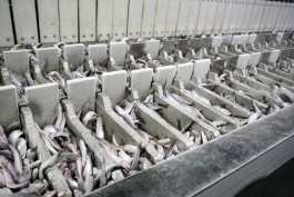 Морской комплекс в Светлом будет выпускать до 70 тонн мороженой рыбы в сутки