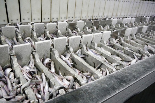 Морской комплекс в Светлом будет выпускать до 70 тонн мороженой рыбы в сутки