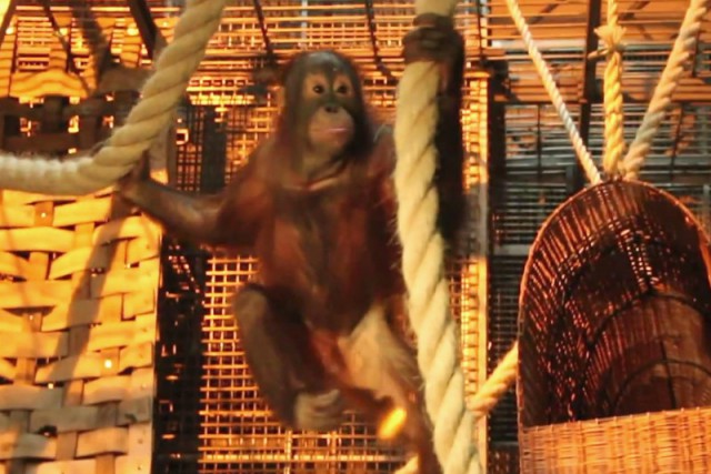 В калининградский зоопарк привезли двоих орангутанов (видео)