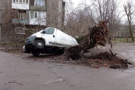 На территории Калининграда из-за ветра упало более 80 деревьев