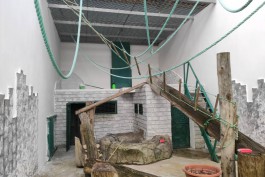 В летних вольерах приматов в Калининградском зоопарке распишут стены