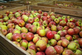Фермер: Калининградских яблок пока недостаточно, чтобы они были на всех прилавках