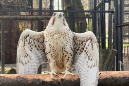 &laquo;Страусиные бега и кормление хищников&raquo;: в Калининградском зоопарке отпразднуют День птиц