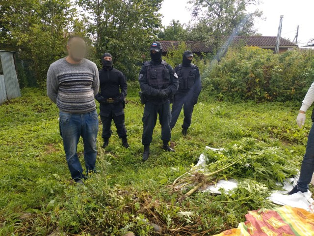 «Карабин и консервы из конопли»: под Гурьевском СОБР задержал мужчин на плантации наркотиков (фото)