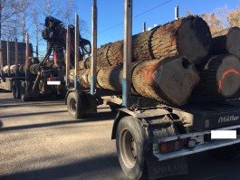 В Гурьевском округе задержали водителя грузовика, который незаконно перевозил древесину